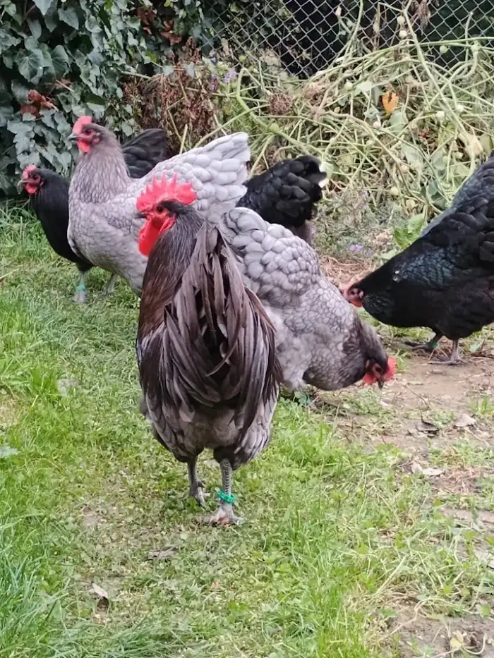 Rodičovské hejno Australek