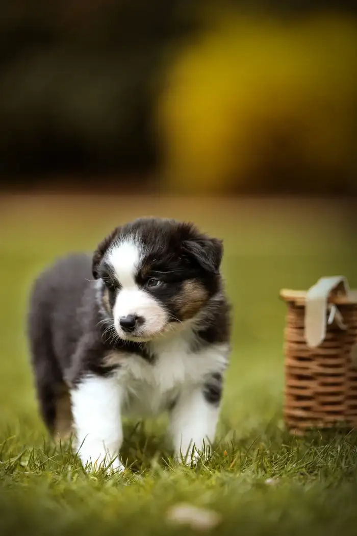 Boromir Australaland