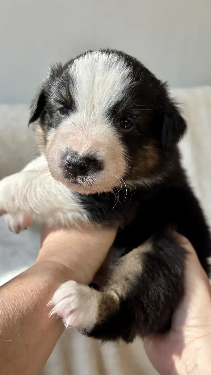 Boromir Australaland