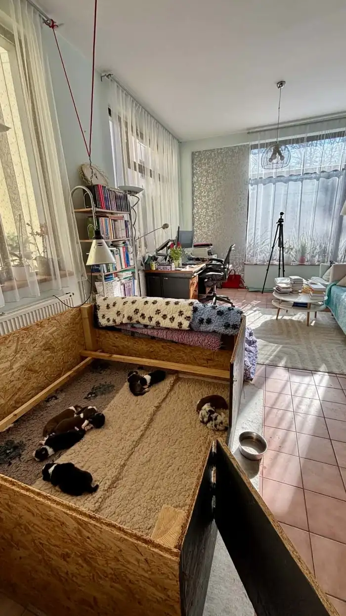 Porodní box vrhu B Australaland