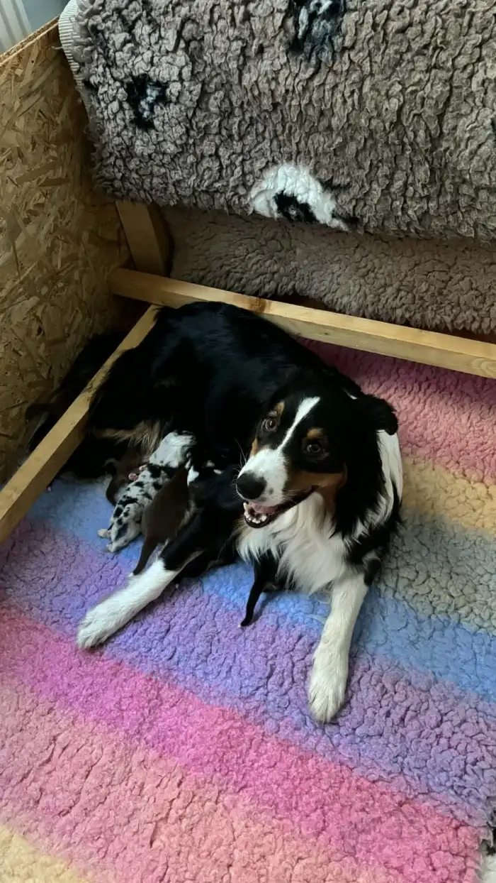 Jackie Aussieland a vrh B