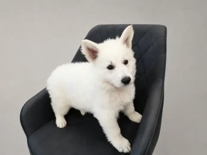Ares