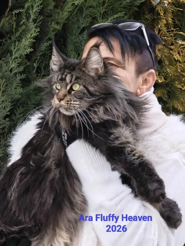Ara Fluffy Heaven