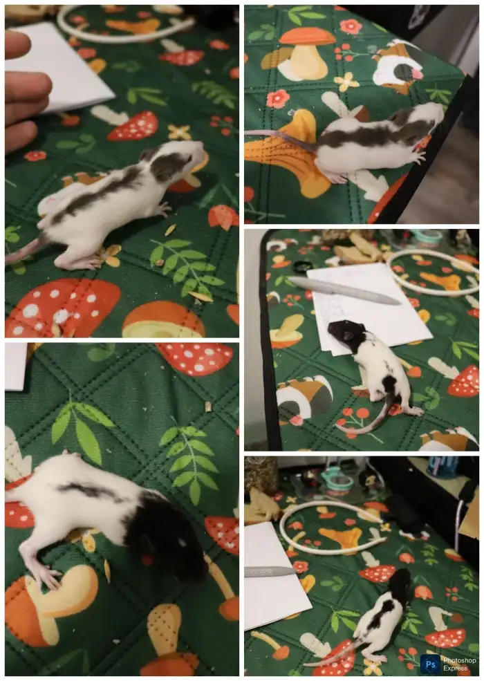 Kluci