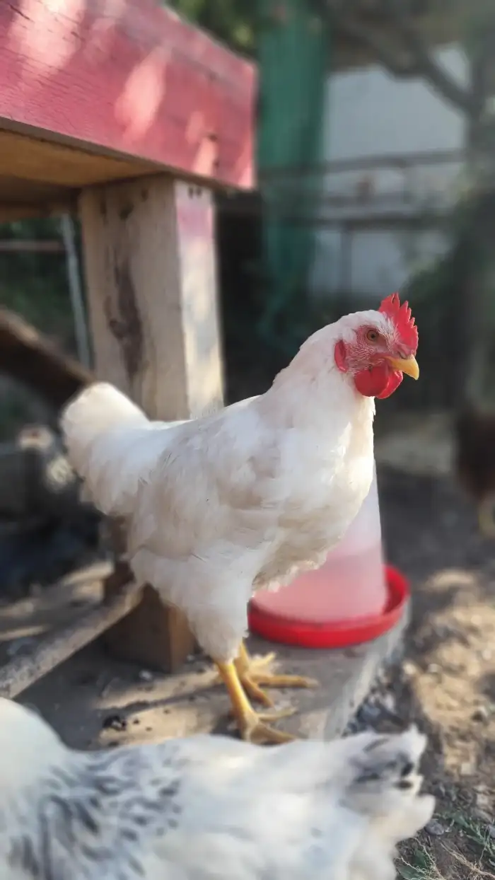 Maruška