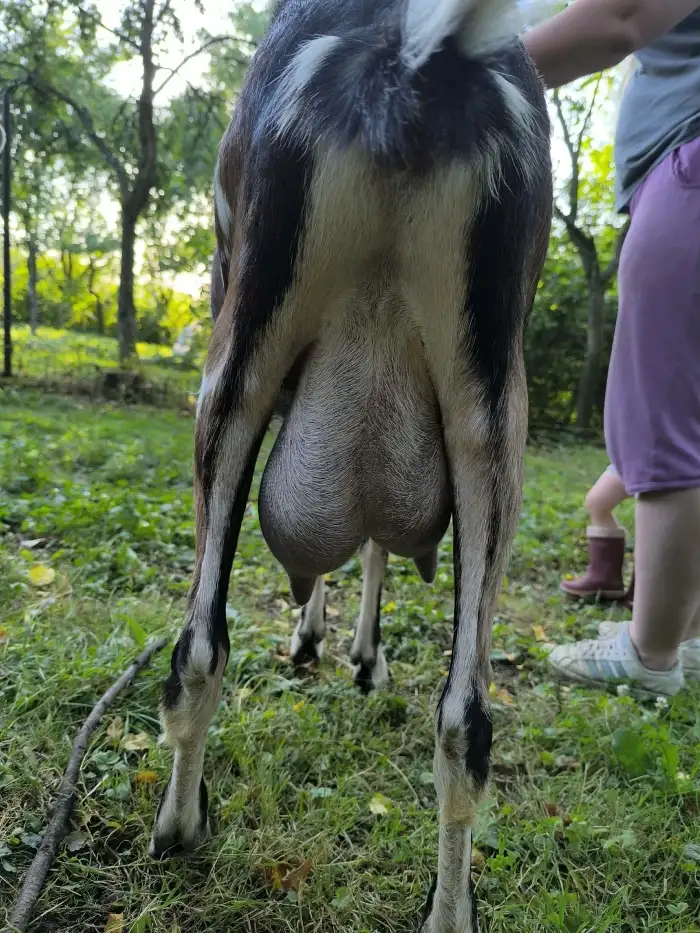 Vypité vemínko matky