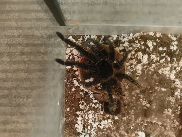 terarium 30/30/20 + lasiodora parahybana