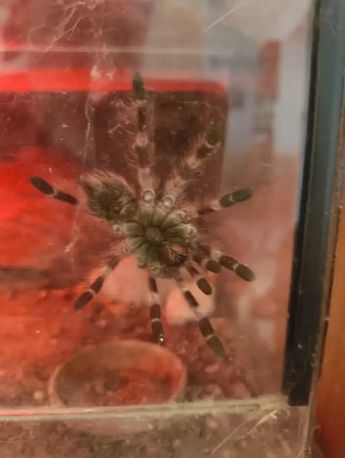 terarium 30/30/20 + nhandu chromatus