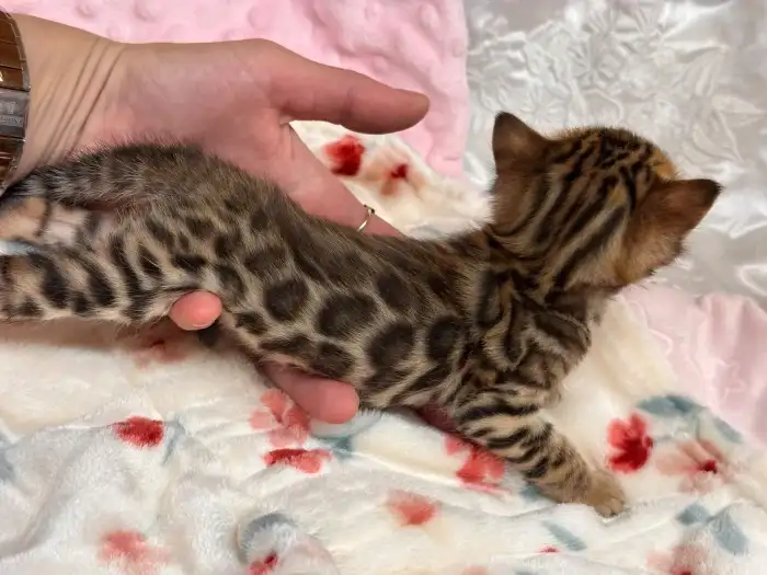 Kocourek Octavio