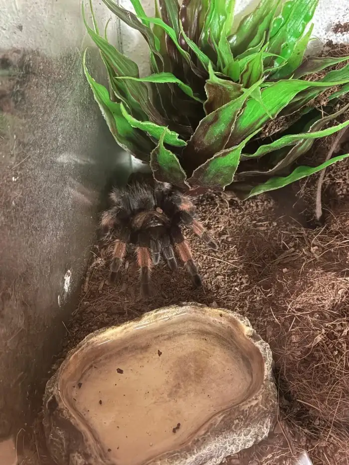 Brachypelma emilie