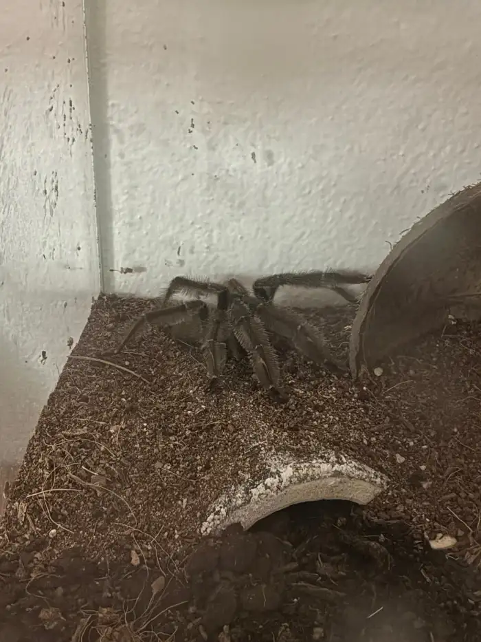 Psalmopoeus irminia
