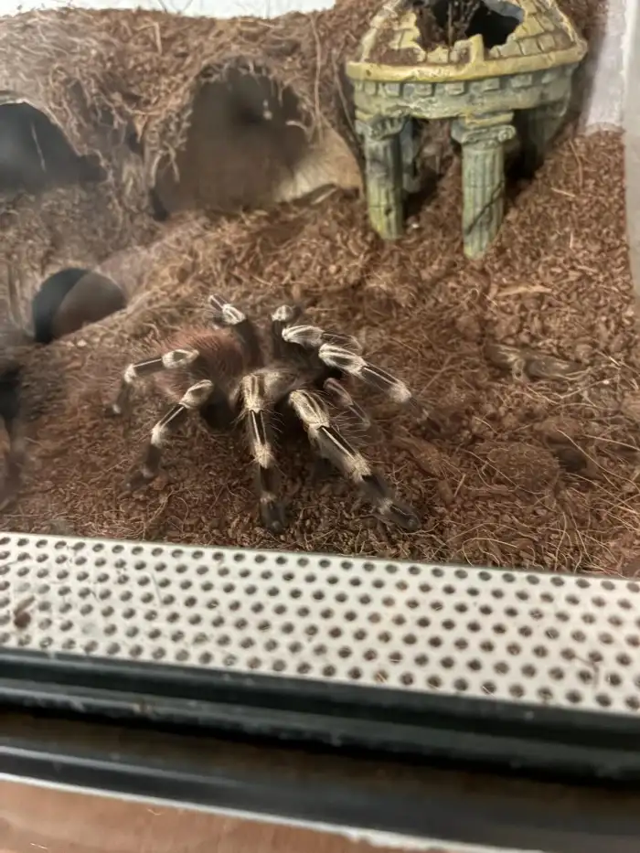 Nhandu chromatus