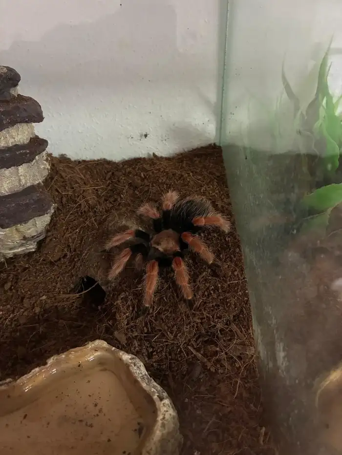 Brachypelma boehmei