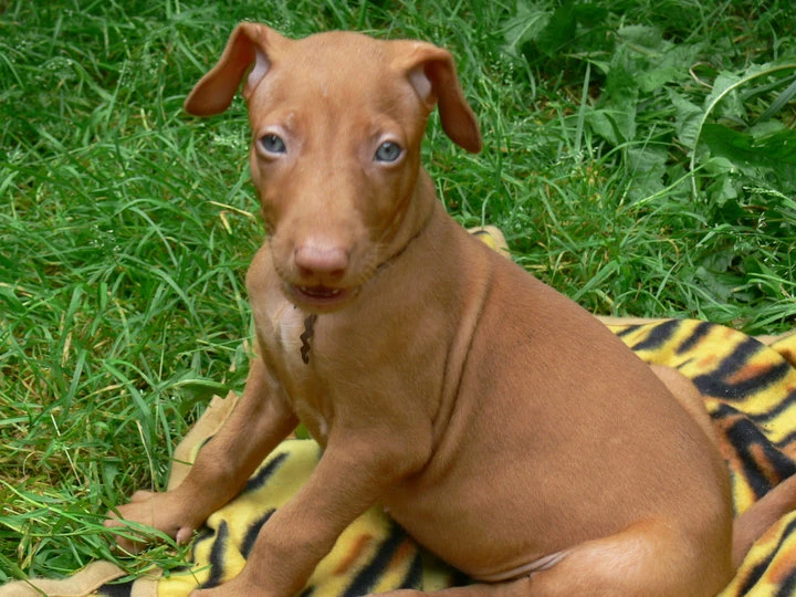 Faraonský pes, štěňátka