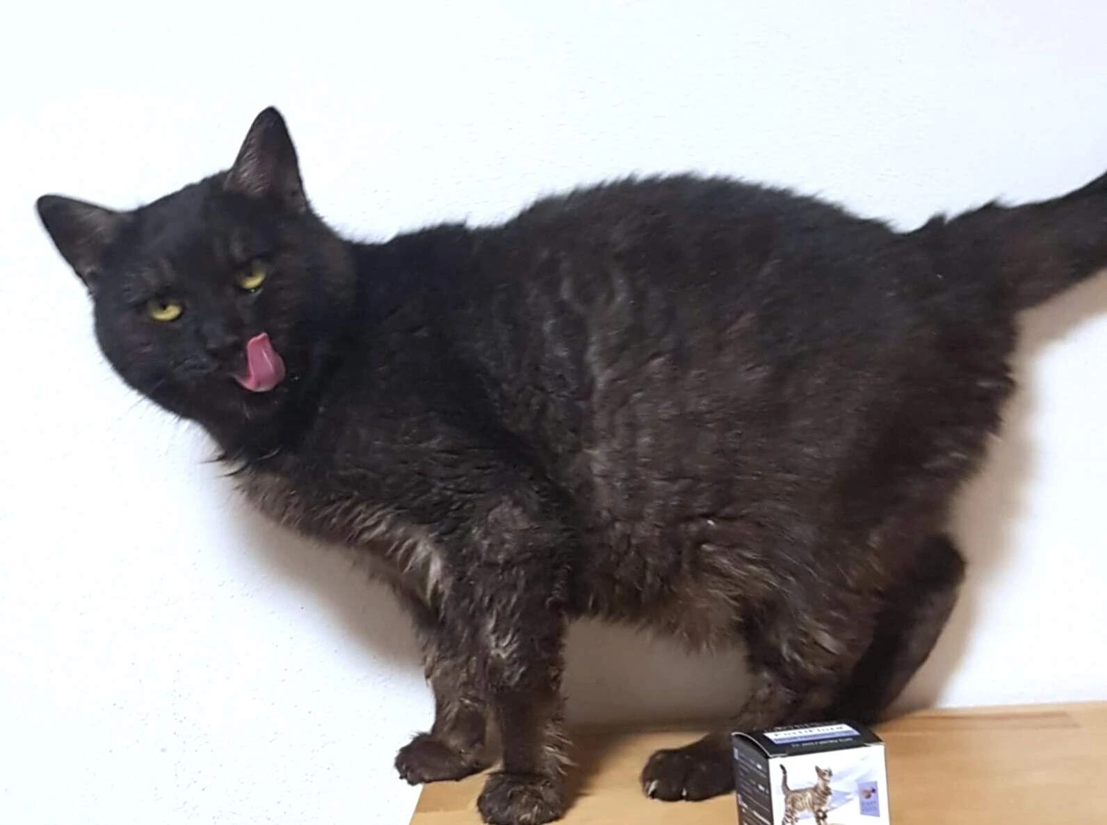 Kočička Arya hledá nový domov