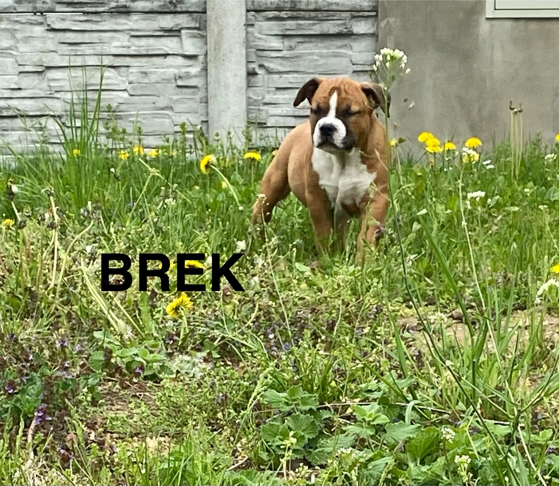 Americky stafordširsky terier