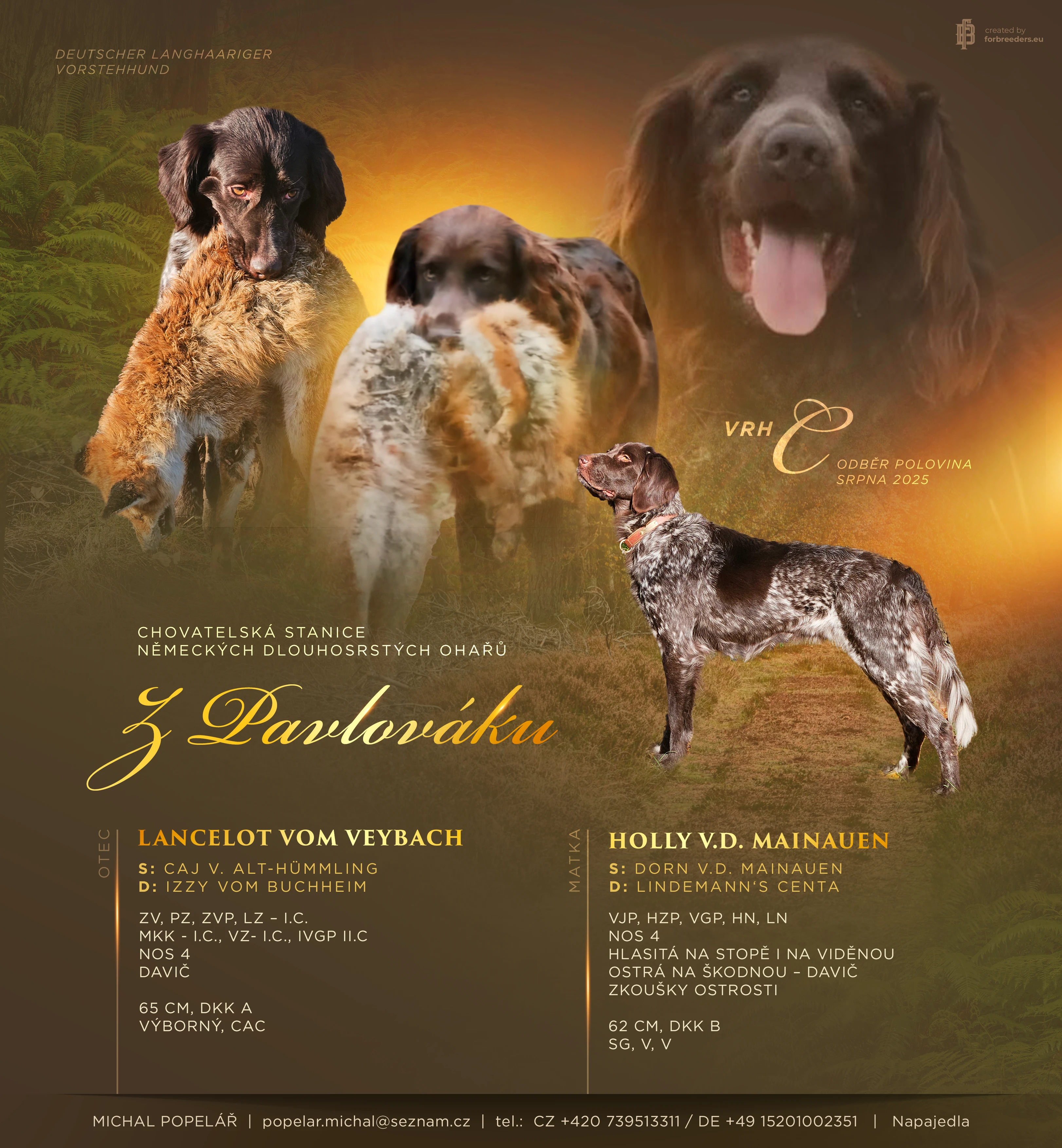 FCI Německý dlouhosrstý ohař - poslední volný pejsek