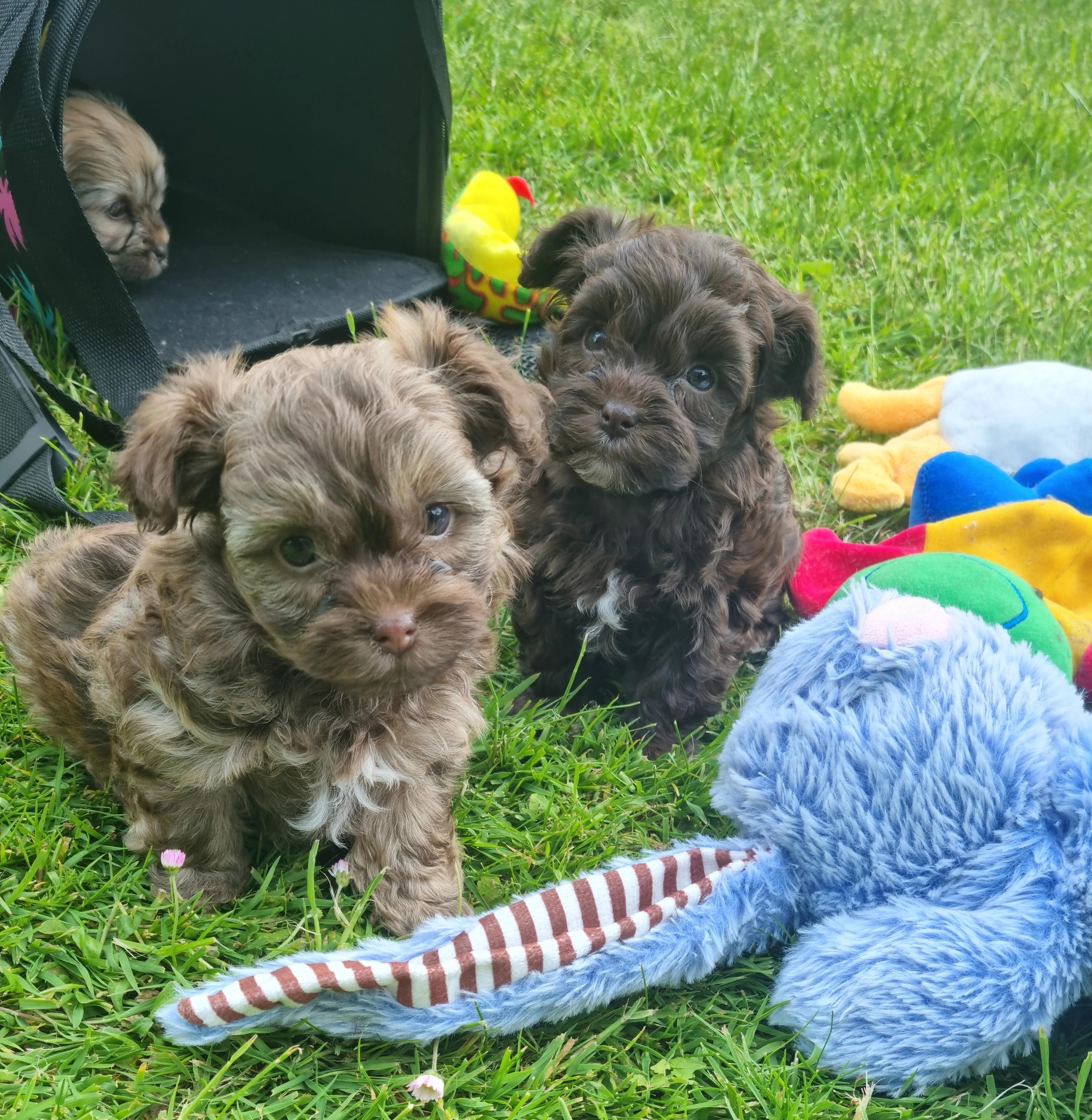 Ruská barevná bolonka s PP