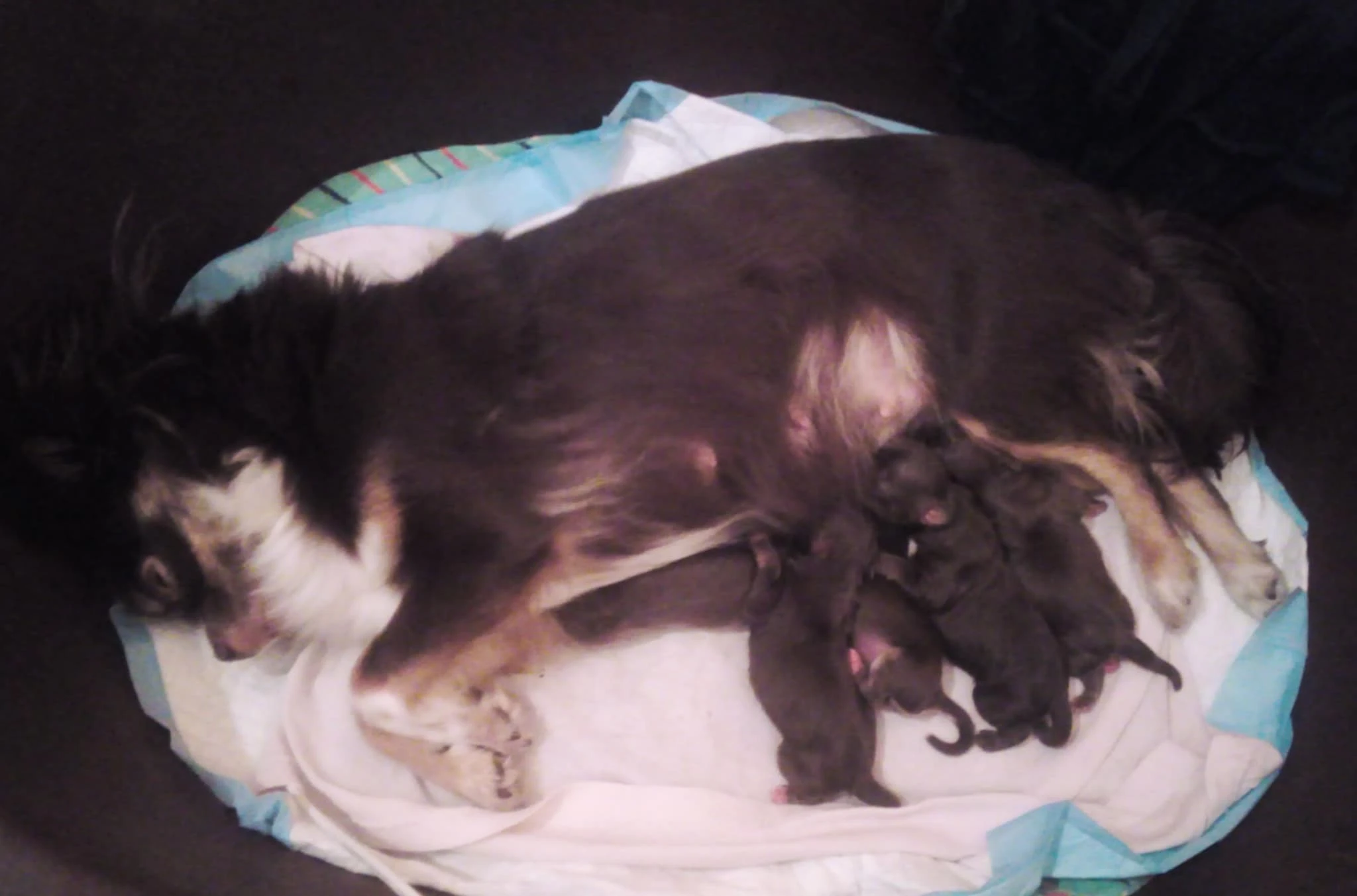 Čivavy čokoládové dlouhosrsté