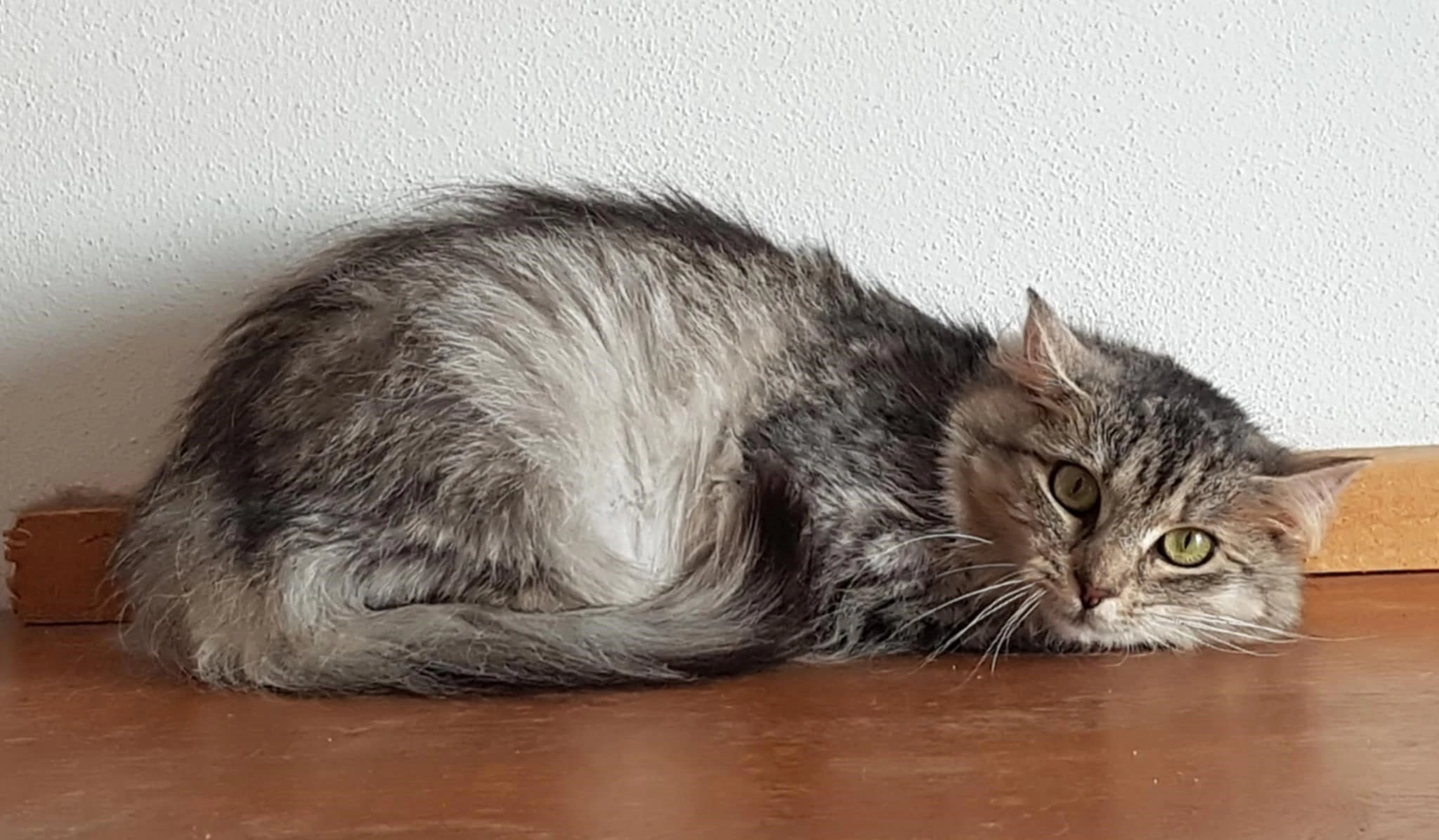 Kočička Isa hledá nový domov