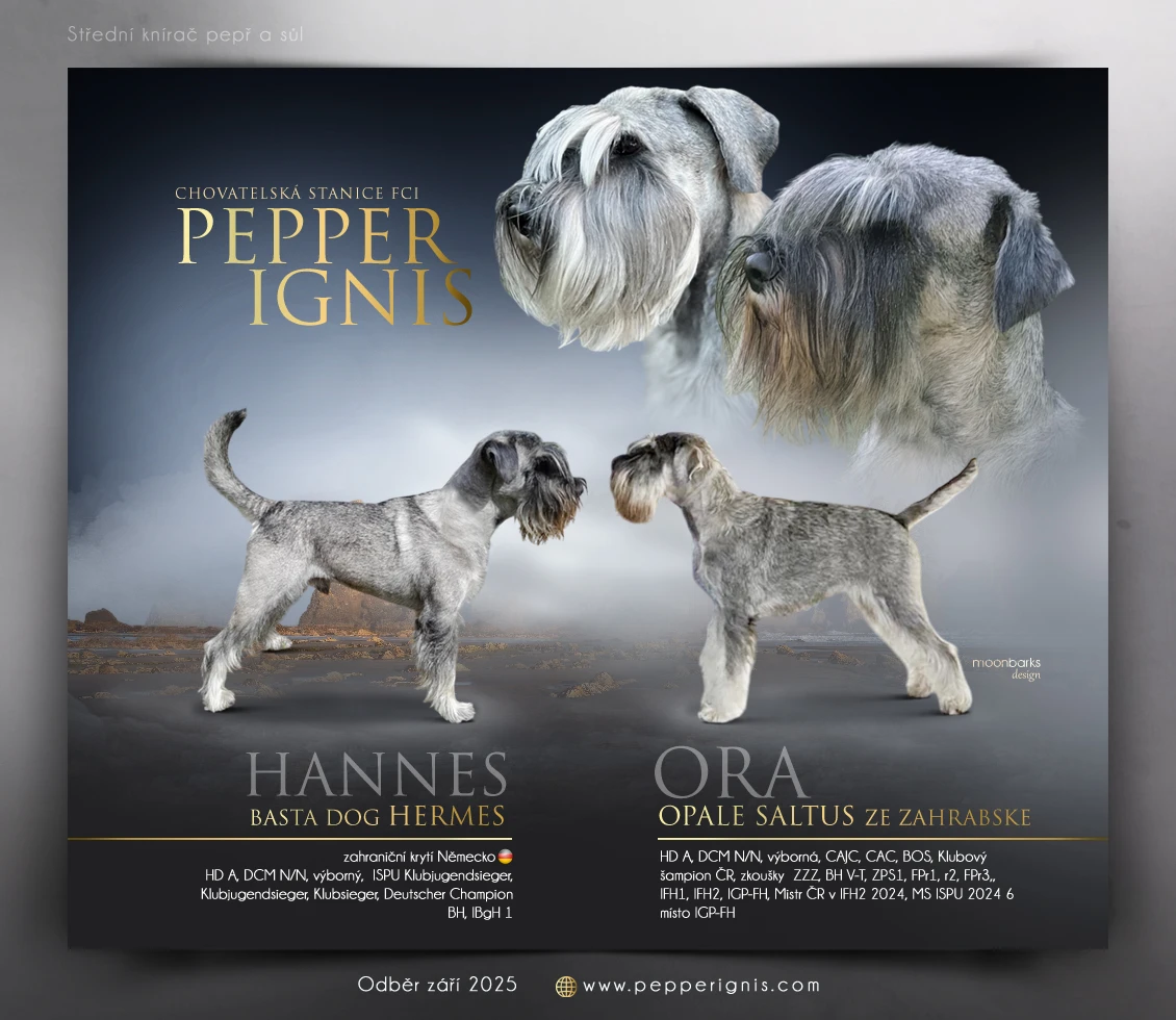 Knírač střední pepř a sůl štěňata s PP, chovatelská stanice Pepper Ignis