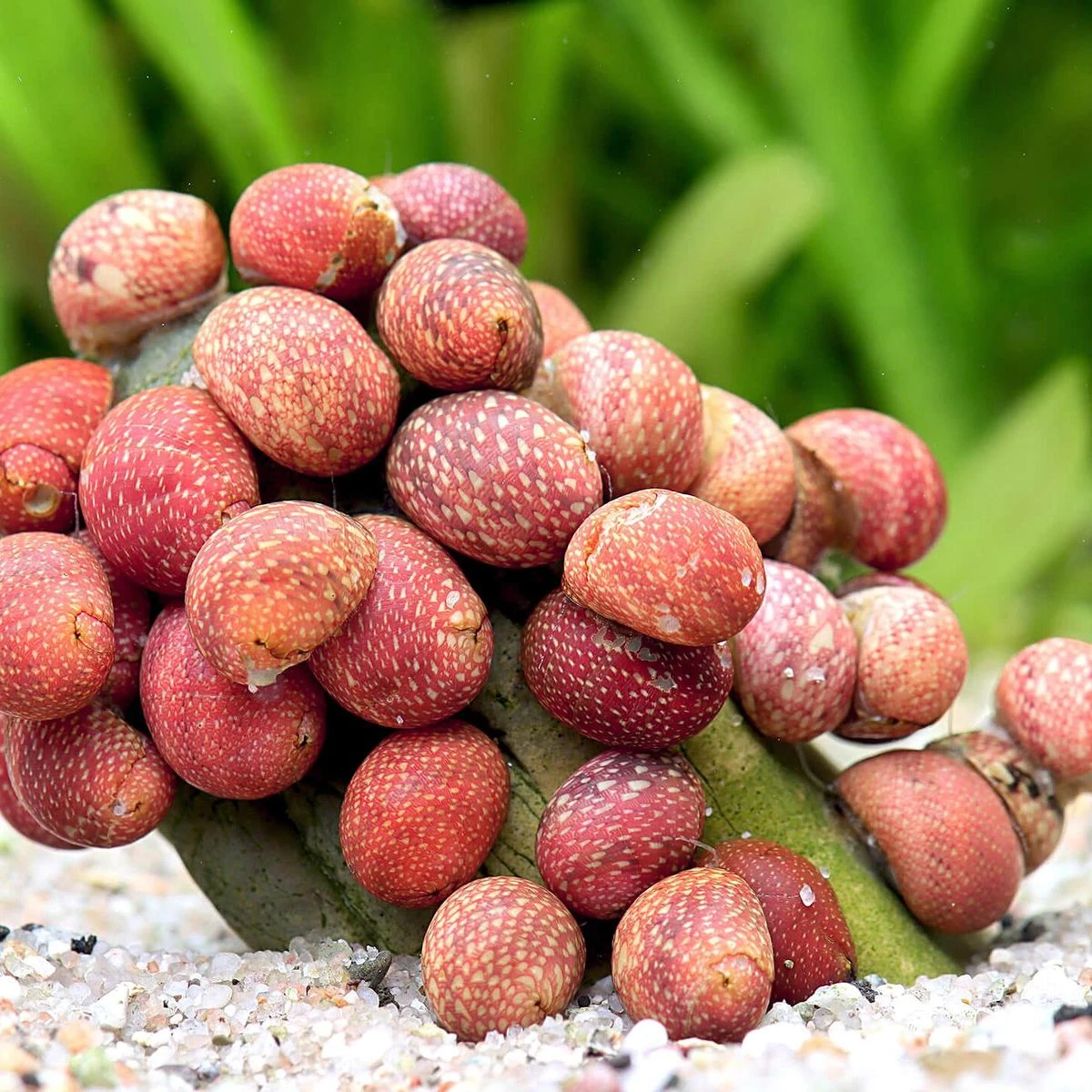 Clithon sowerbianum 'Pink lady'