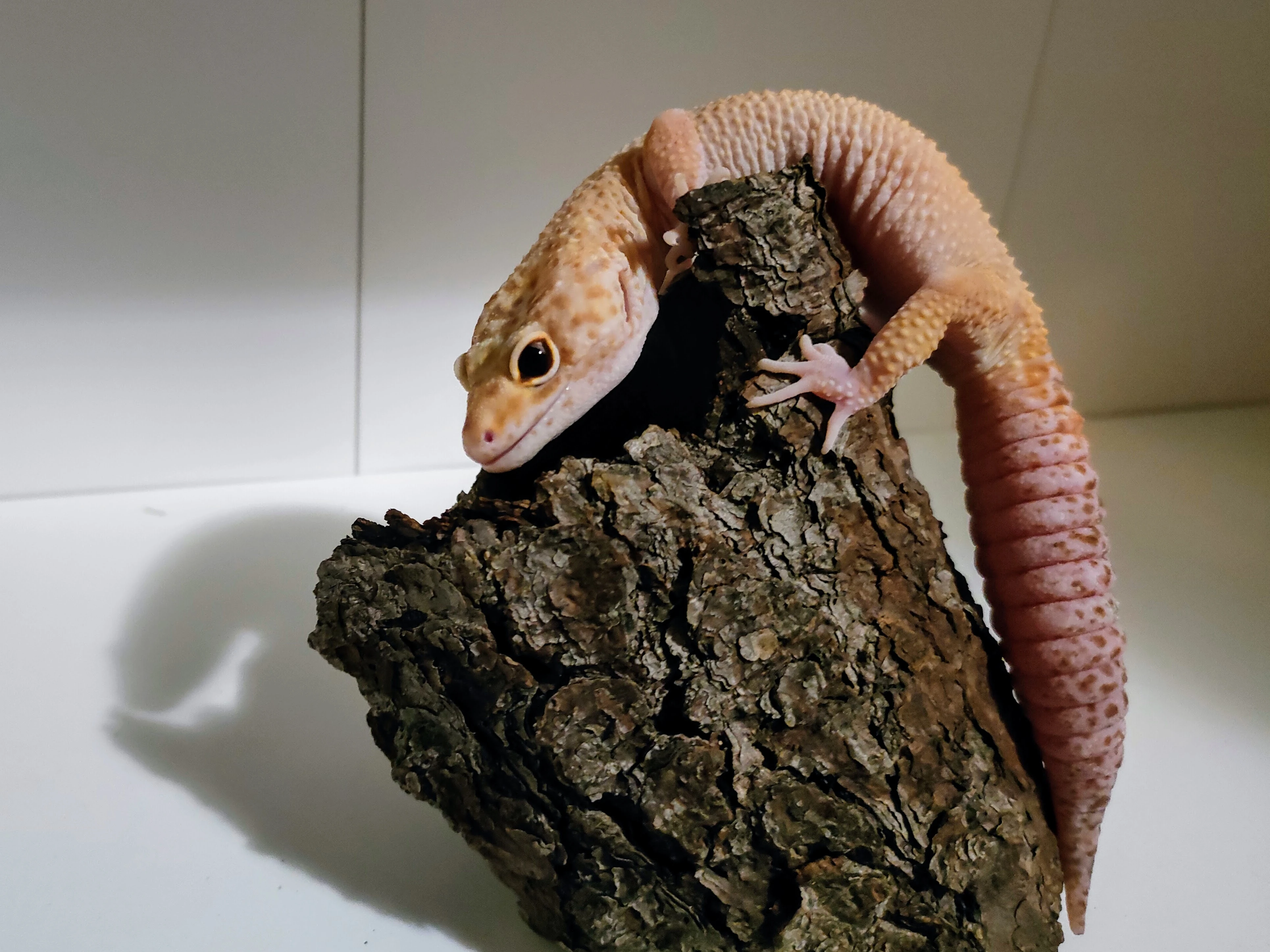 Gekončík noční samice