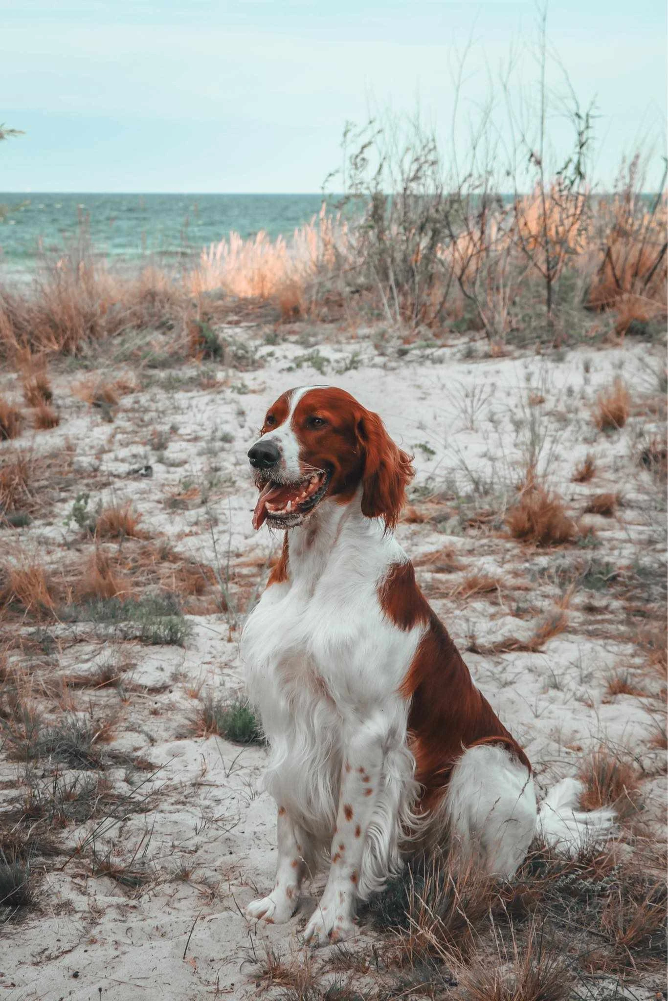 Červenobílý setr - štěně