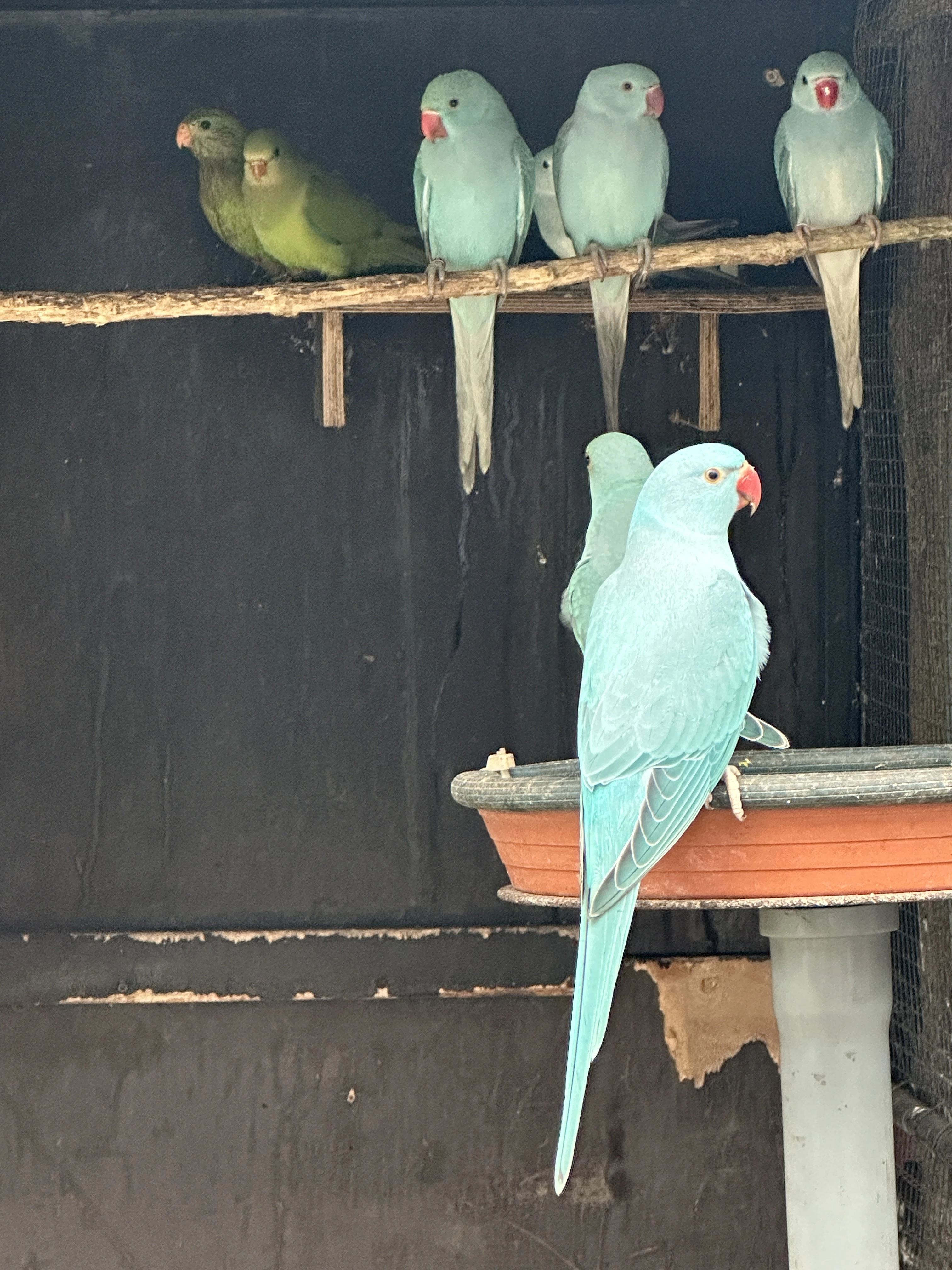 Alexandr malý modrý