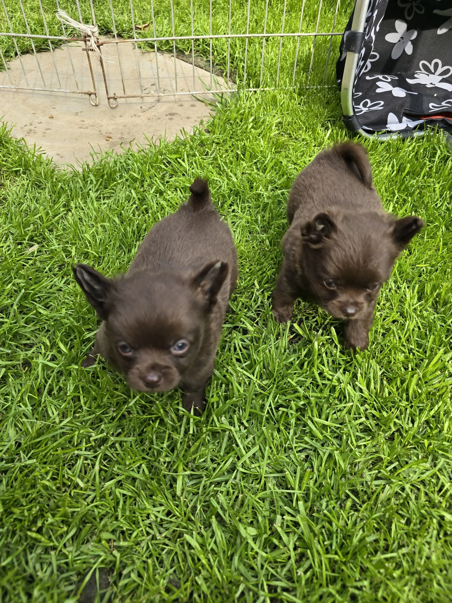Čivava dlouhosrstá s PP fenka okamžitě k odběru