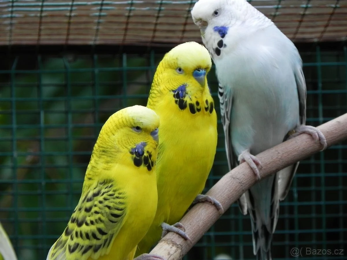 Andulky TCB - Texas Clear Body 2025