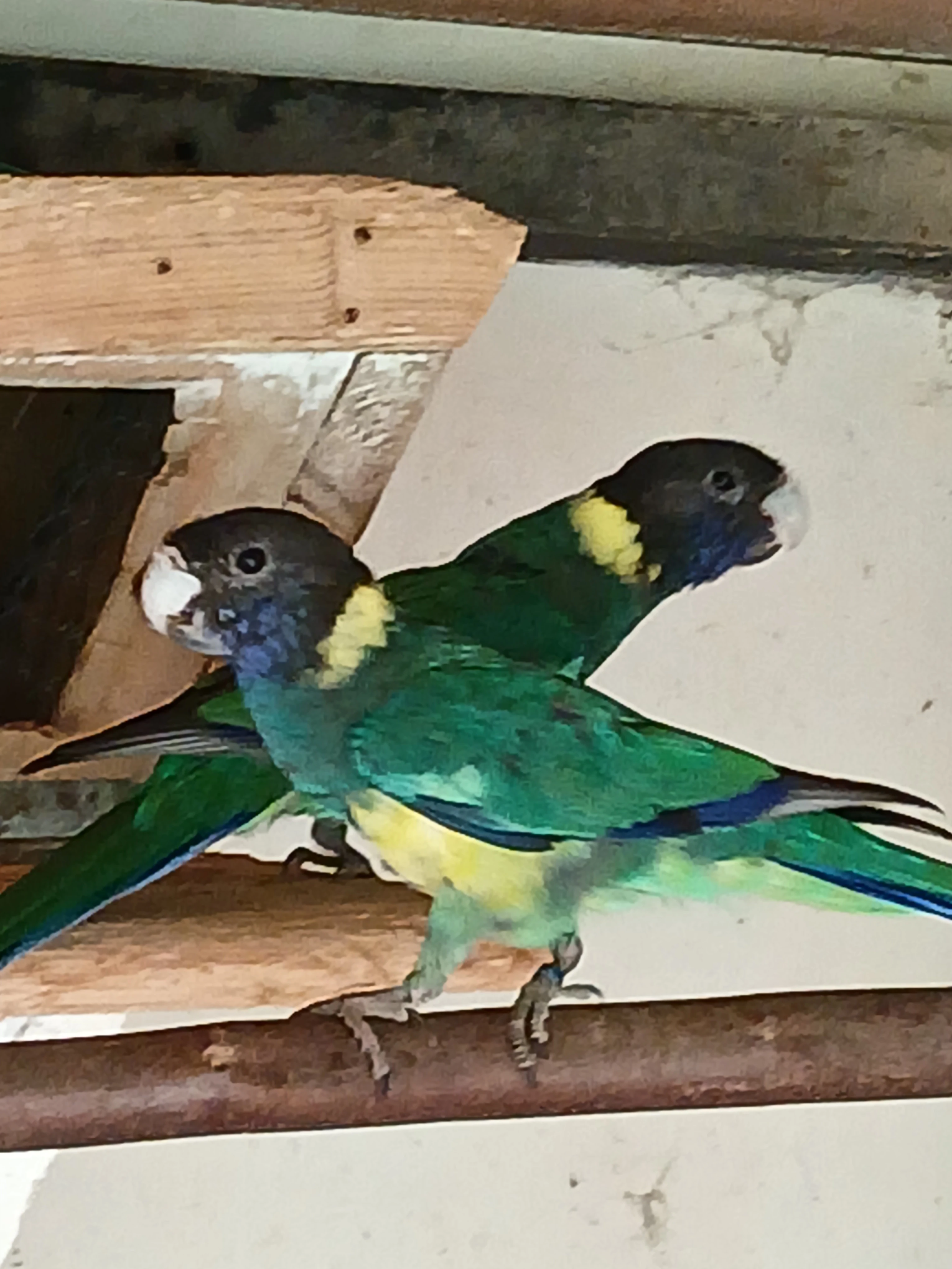 Barnard límcový jižní