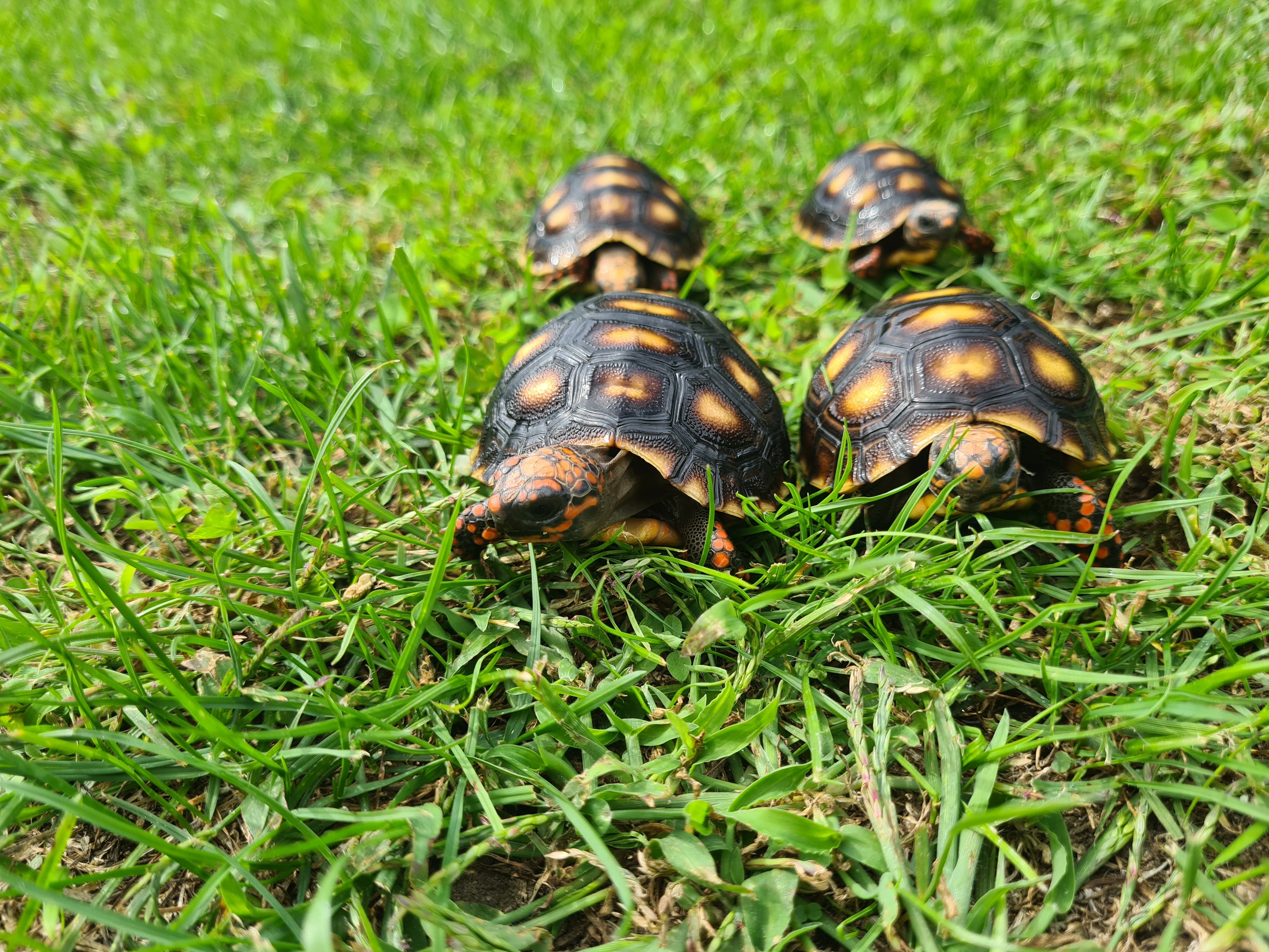 Želva uhlířská - Chelonoidis carbonaria