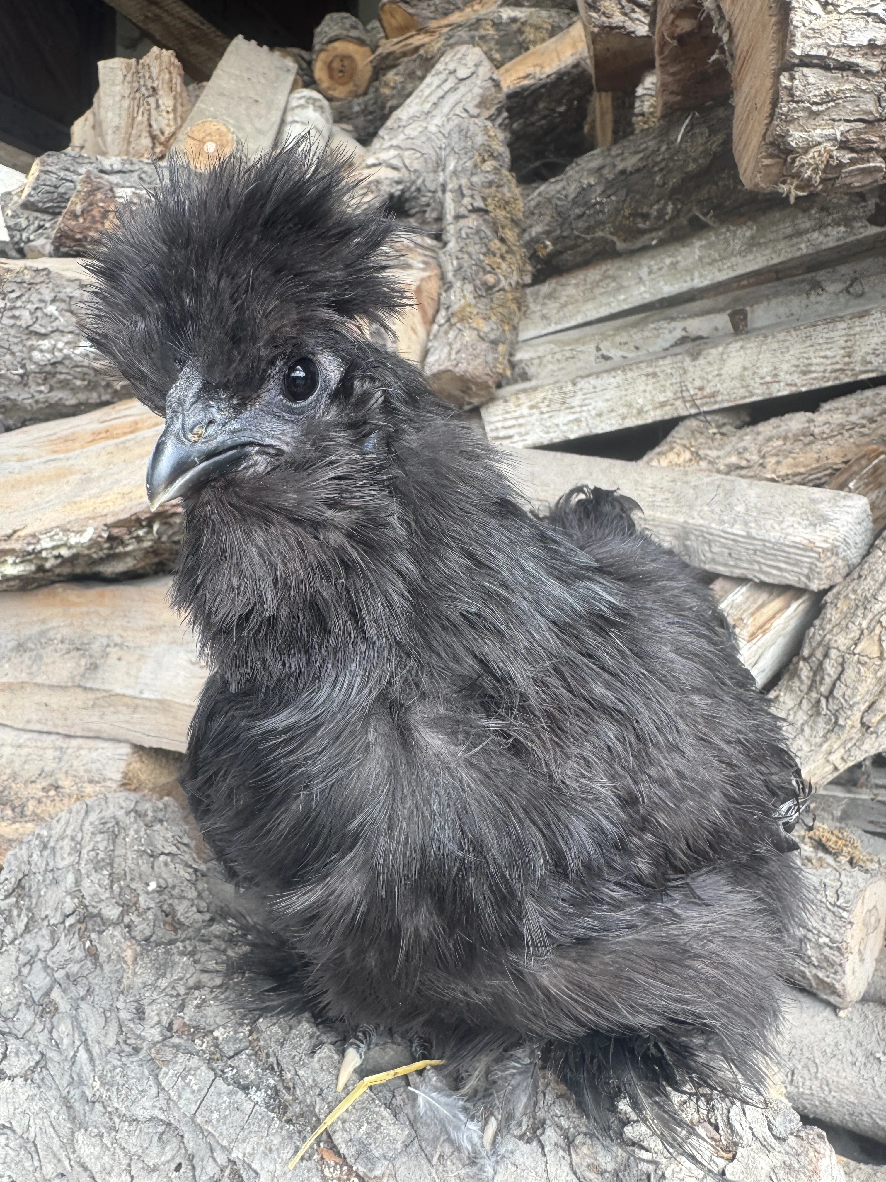 Hedvabnička velká vousatá EU