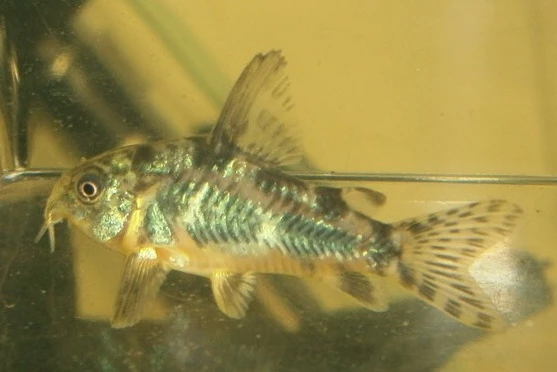 Pancéřníček skvrnitý