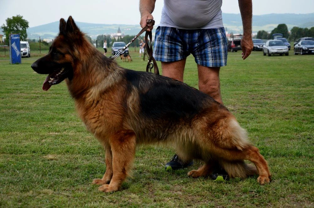 Německý ovčák dlouhosrstý štěňata s PP