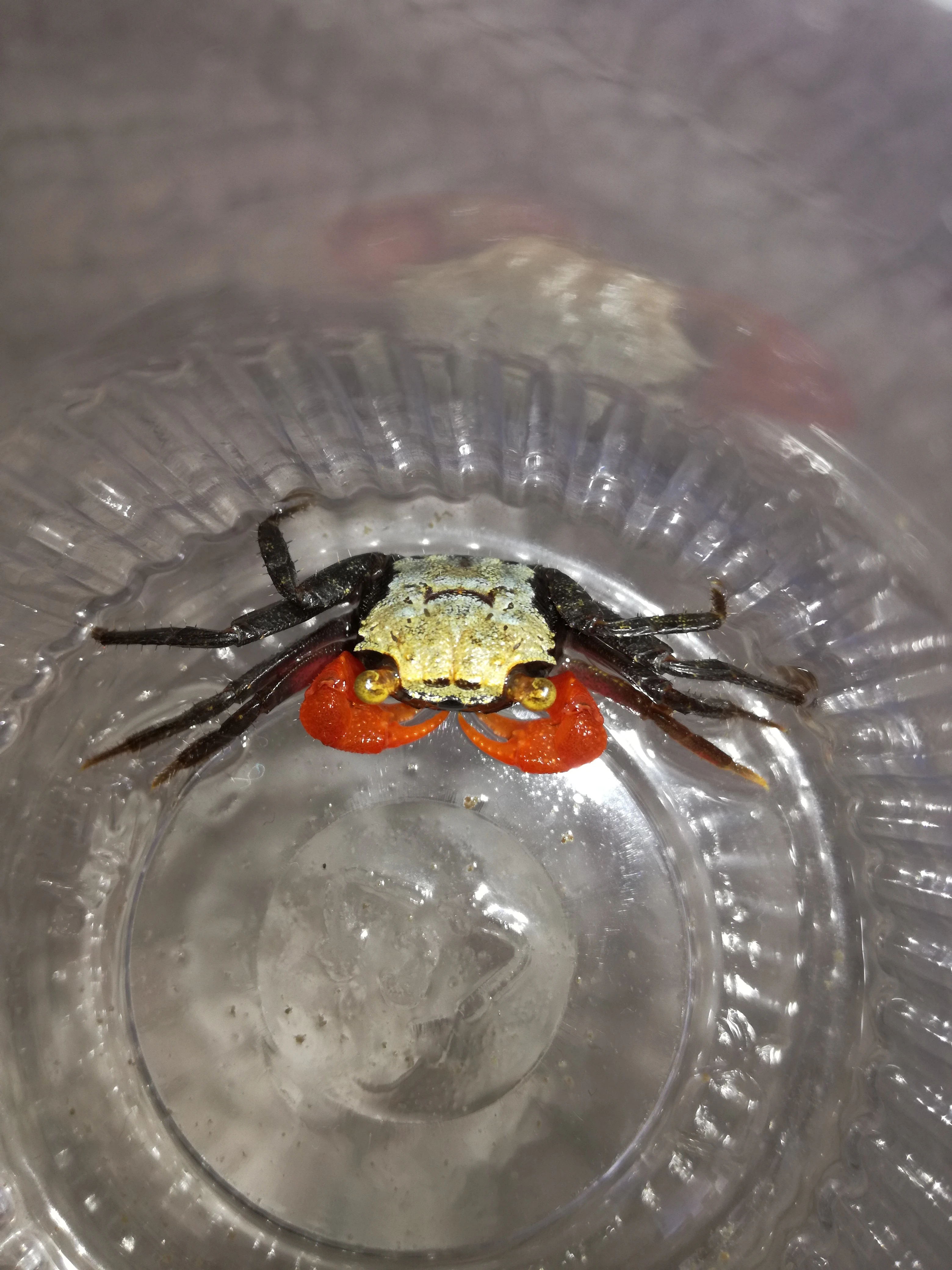 Geosesarma golden top