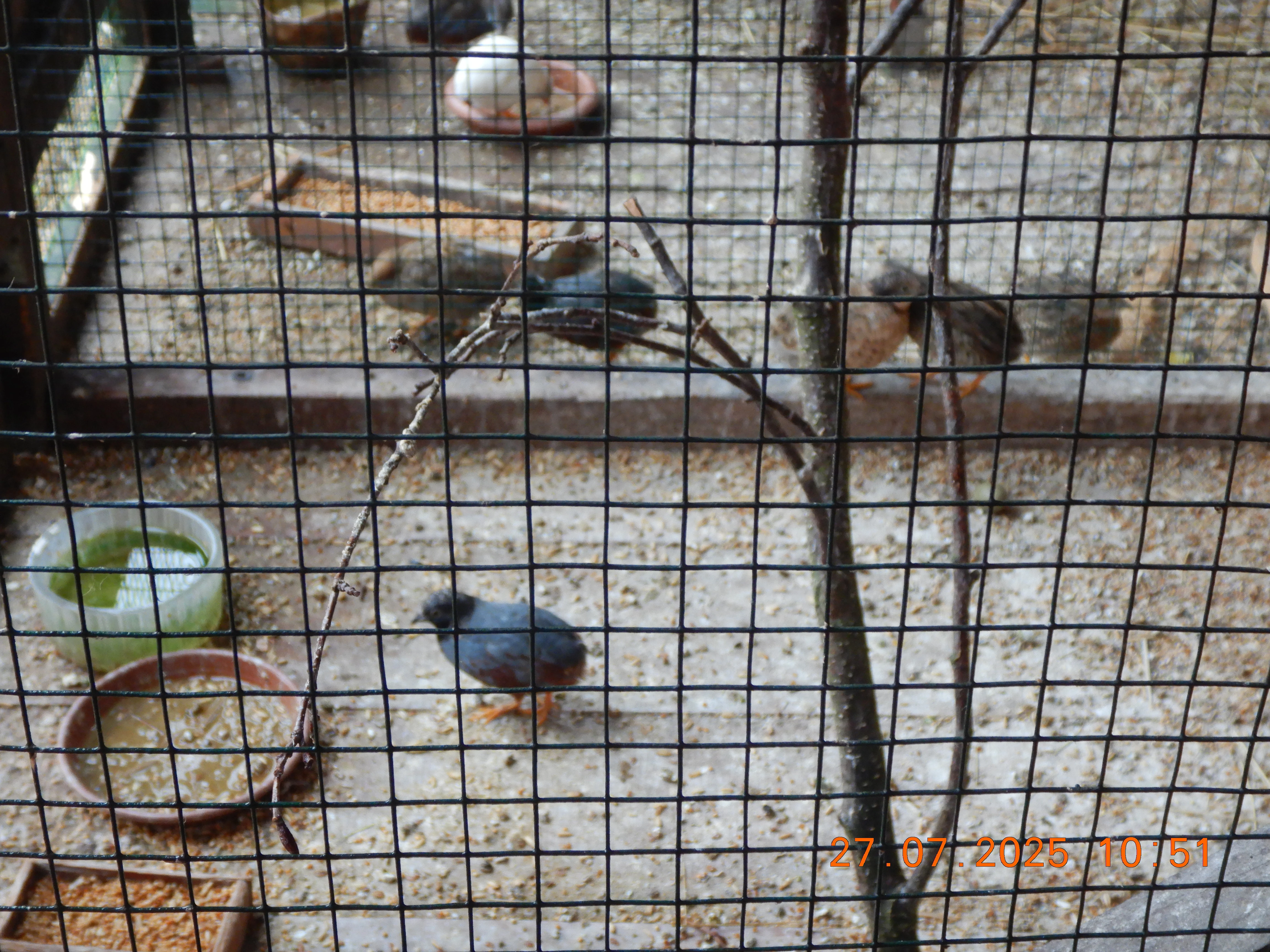 Prodám letošní odchov křepelek čínských