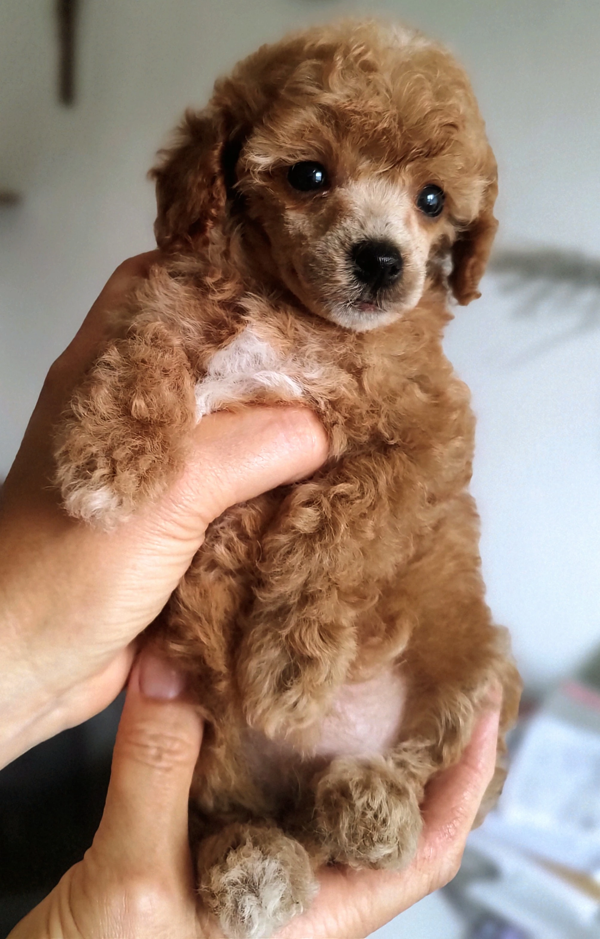 Pudl toy / holcicka s Pp