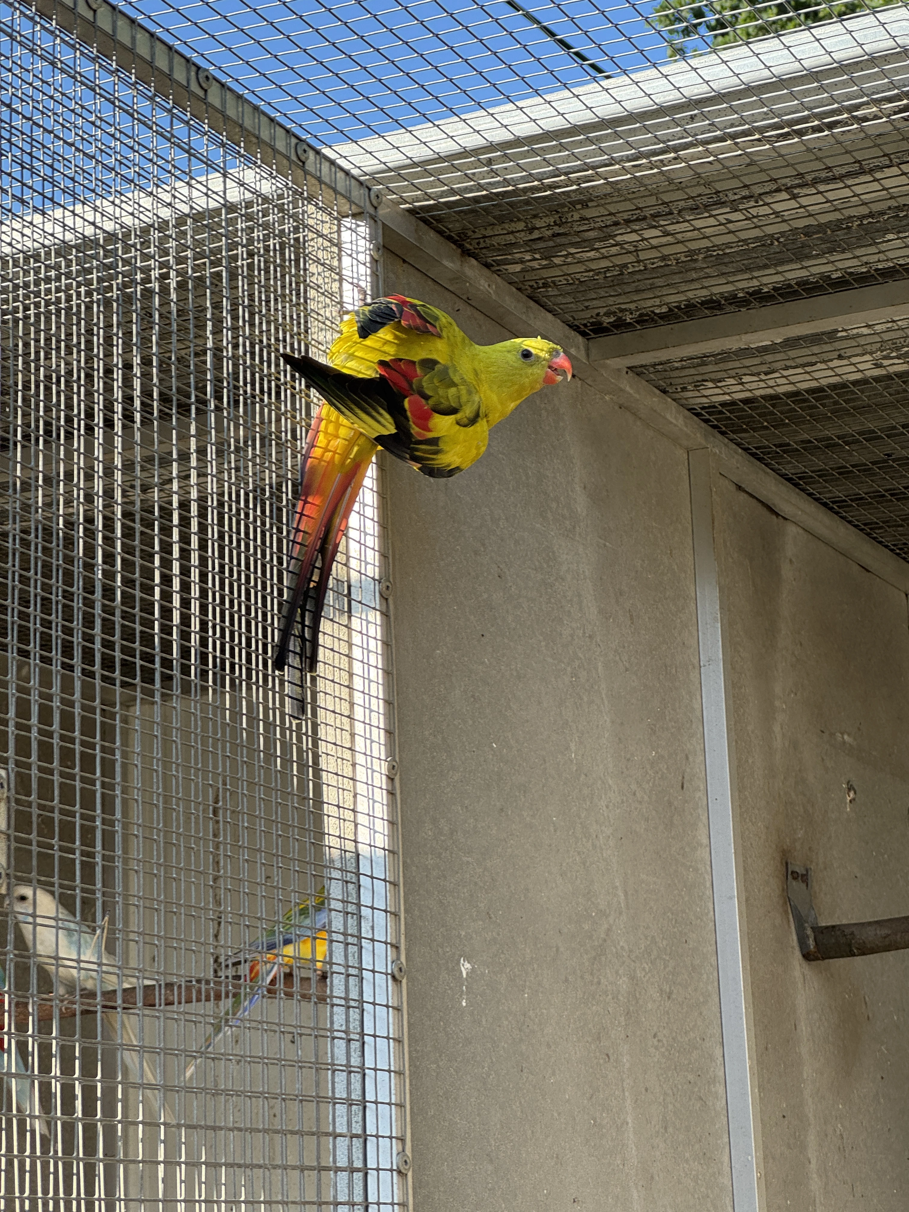 Papoušek horský - Lemovaný