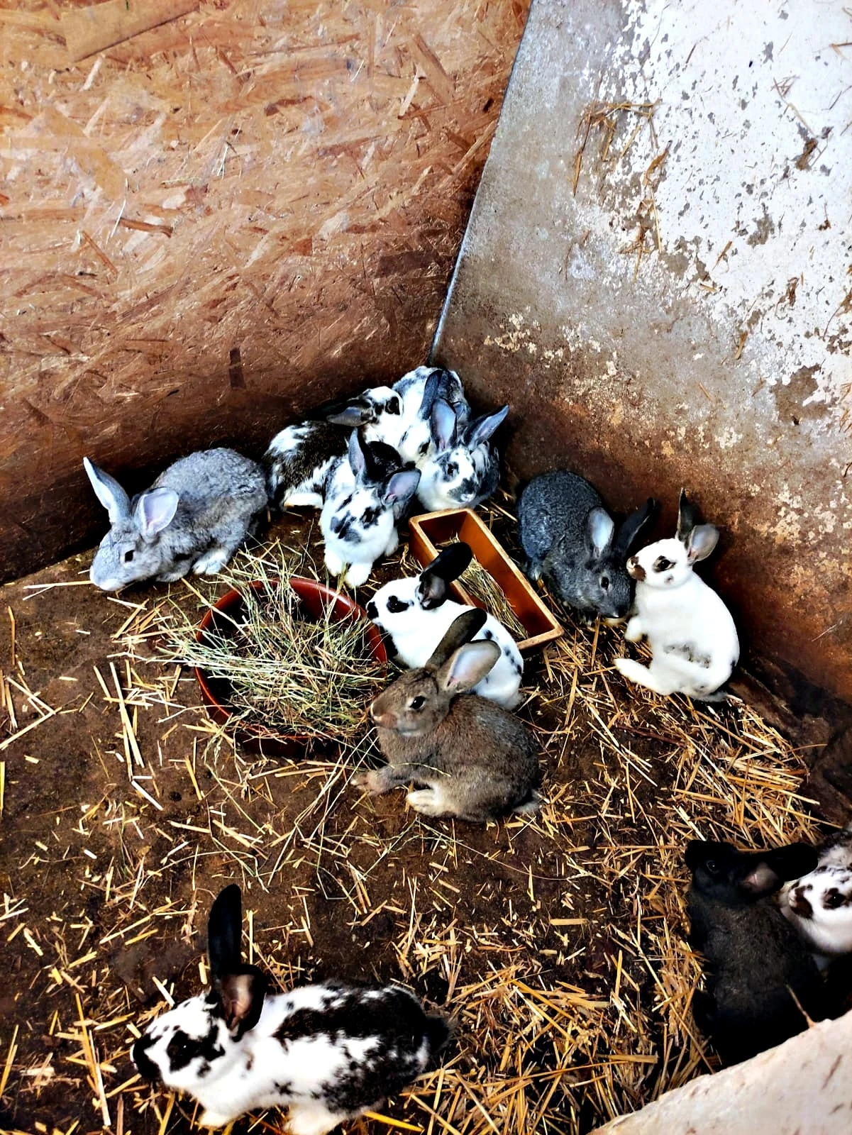 Samice králíků k chovu