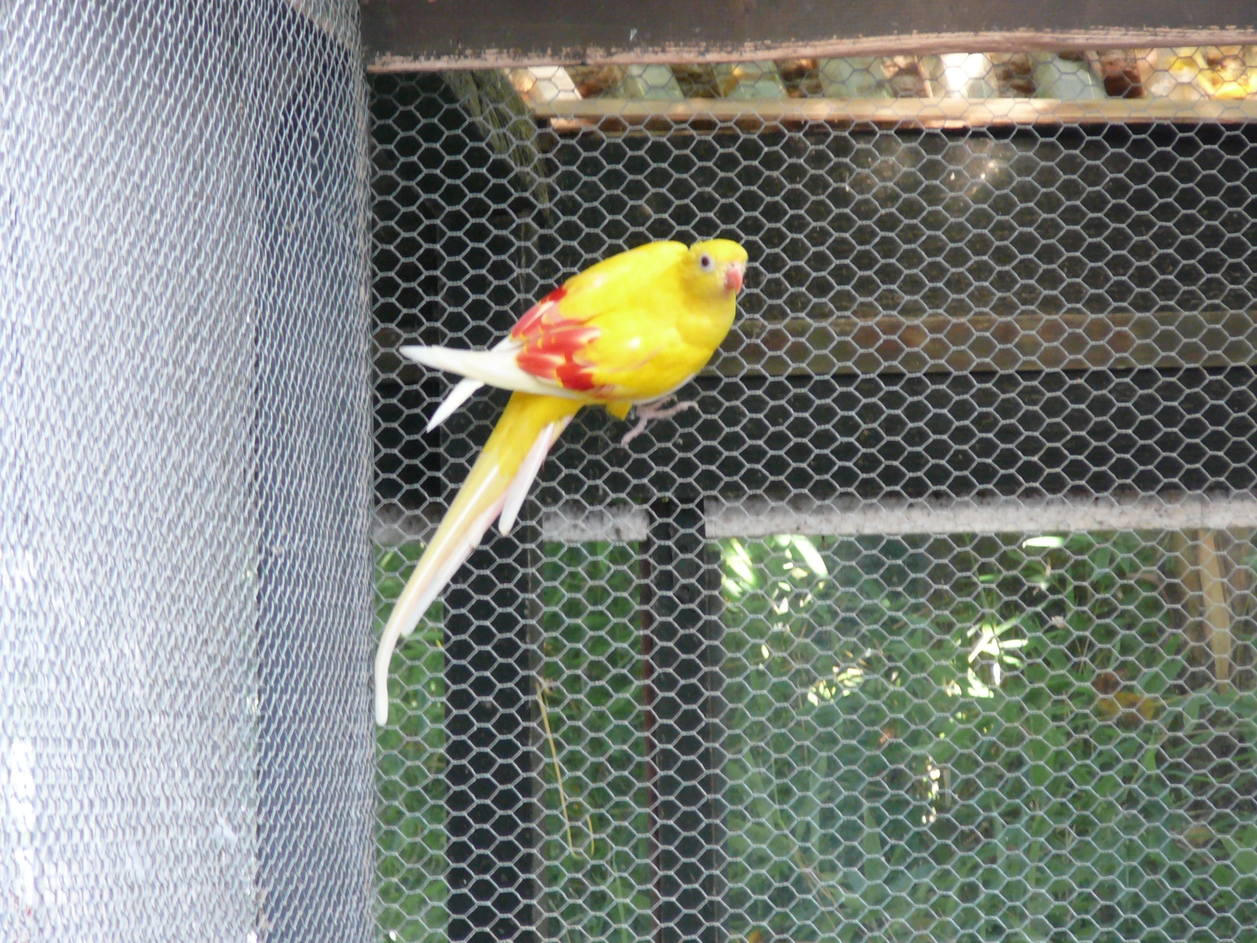 Pap.horský štěpitelný na lutino