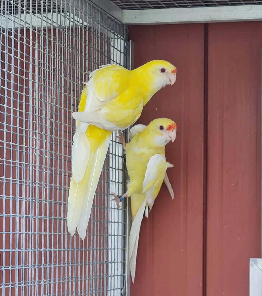 Rozela  slámožlutá lutino