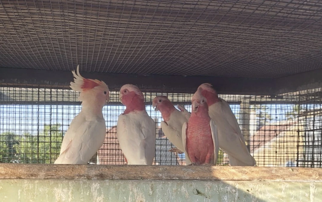 Kakadu růžový lutino