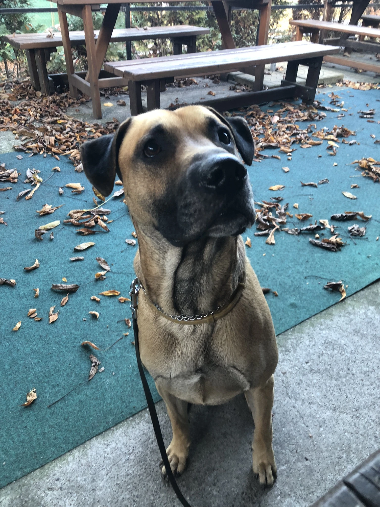  Hledá se nový domov pro pejska Axela 