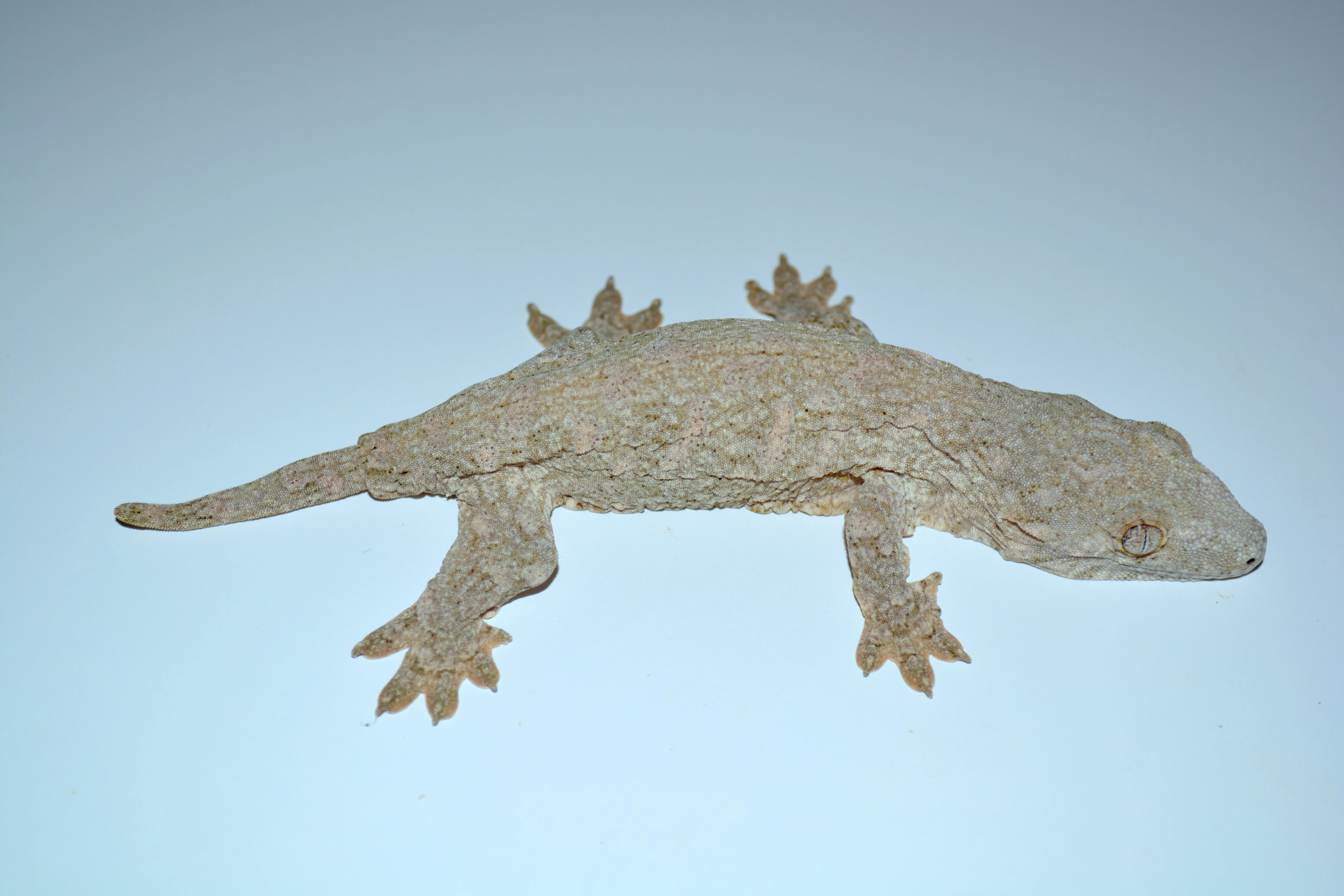 R. leachianus Nuu Ami - Purple line