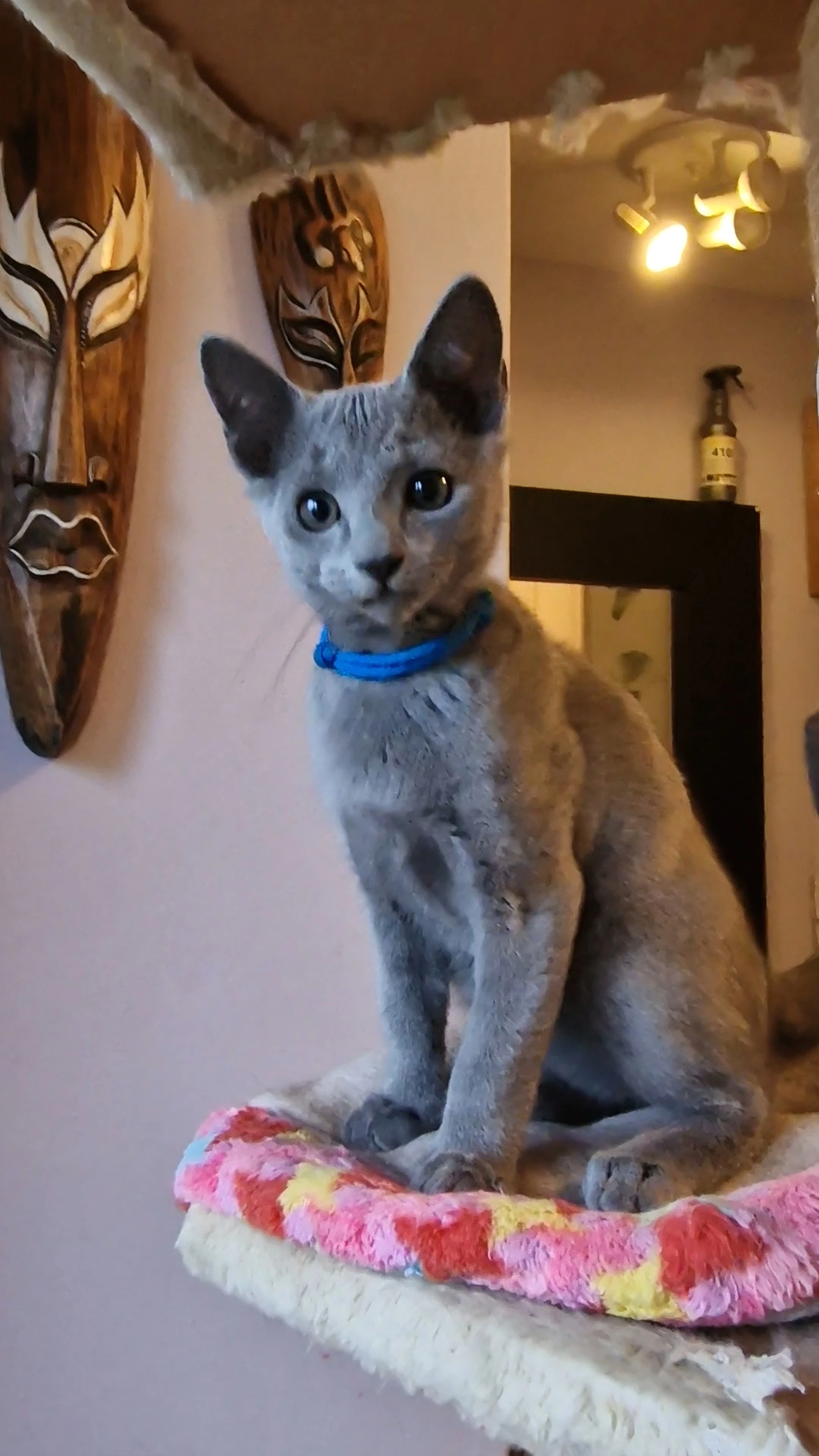 Ruská modrá kocourek a pp