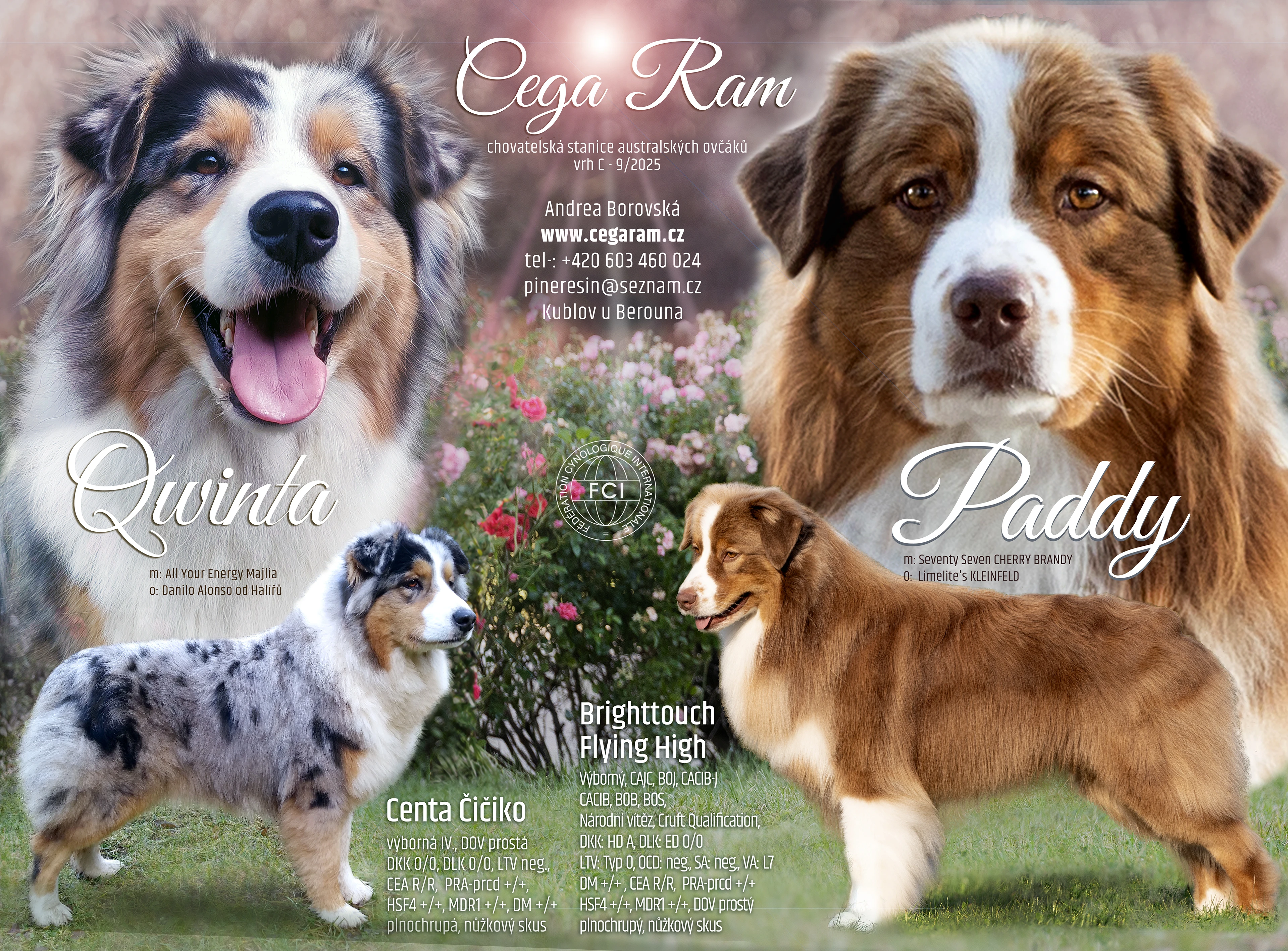 Nabízím rezervaci štěňátka Australský ovčák s PP