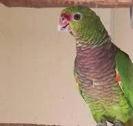 Amazoňan vínorudý