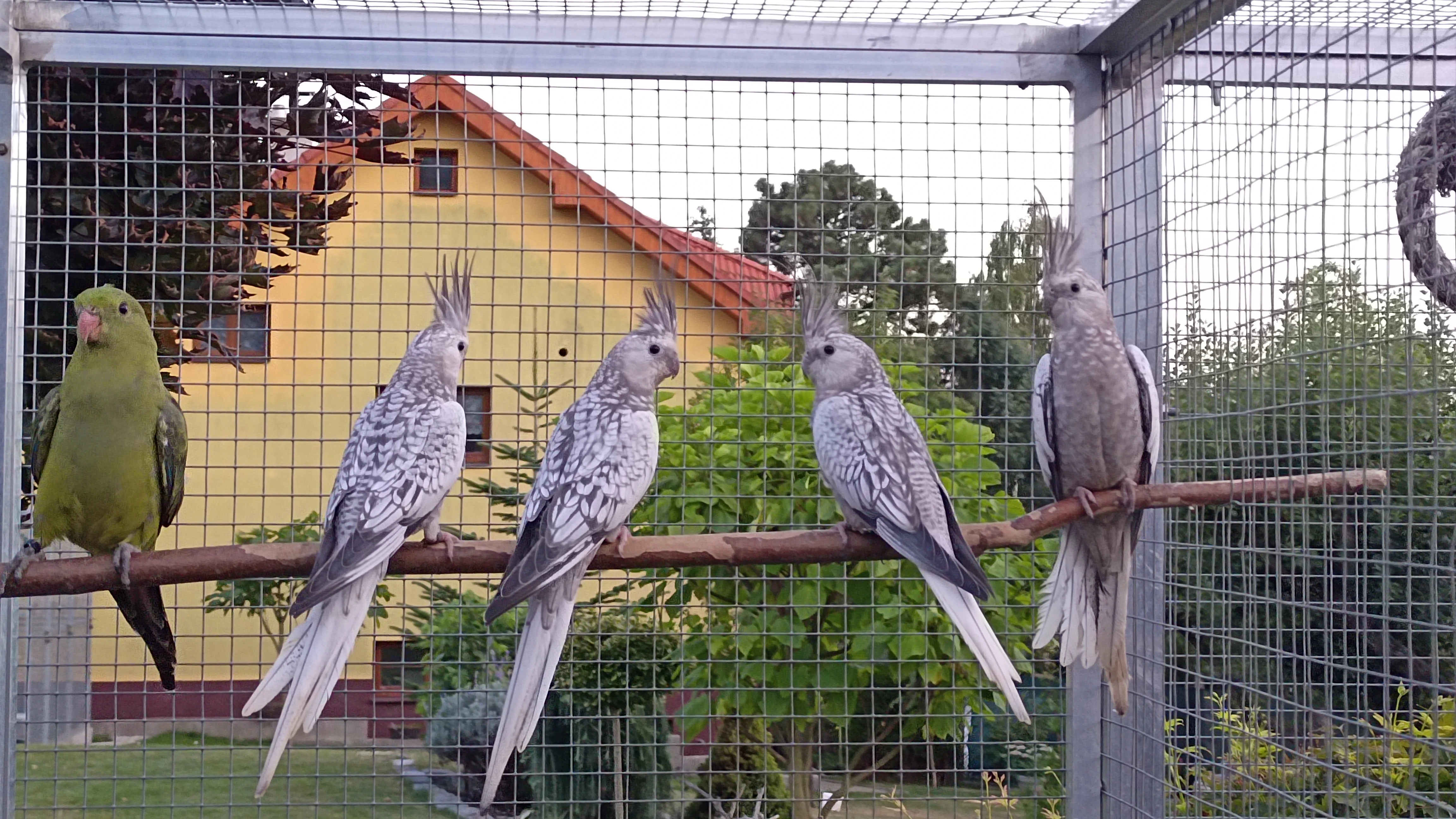 Prodám korely bělohlavé perlové